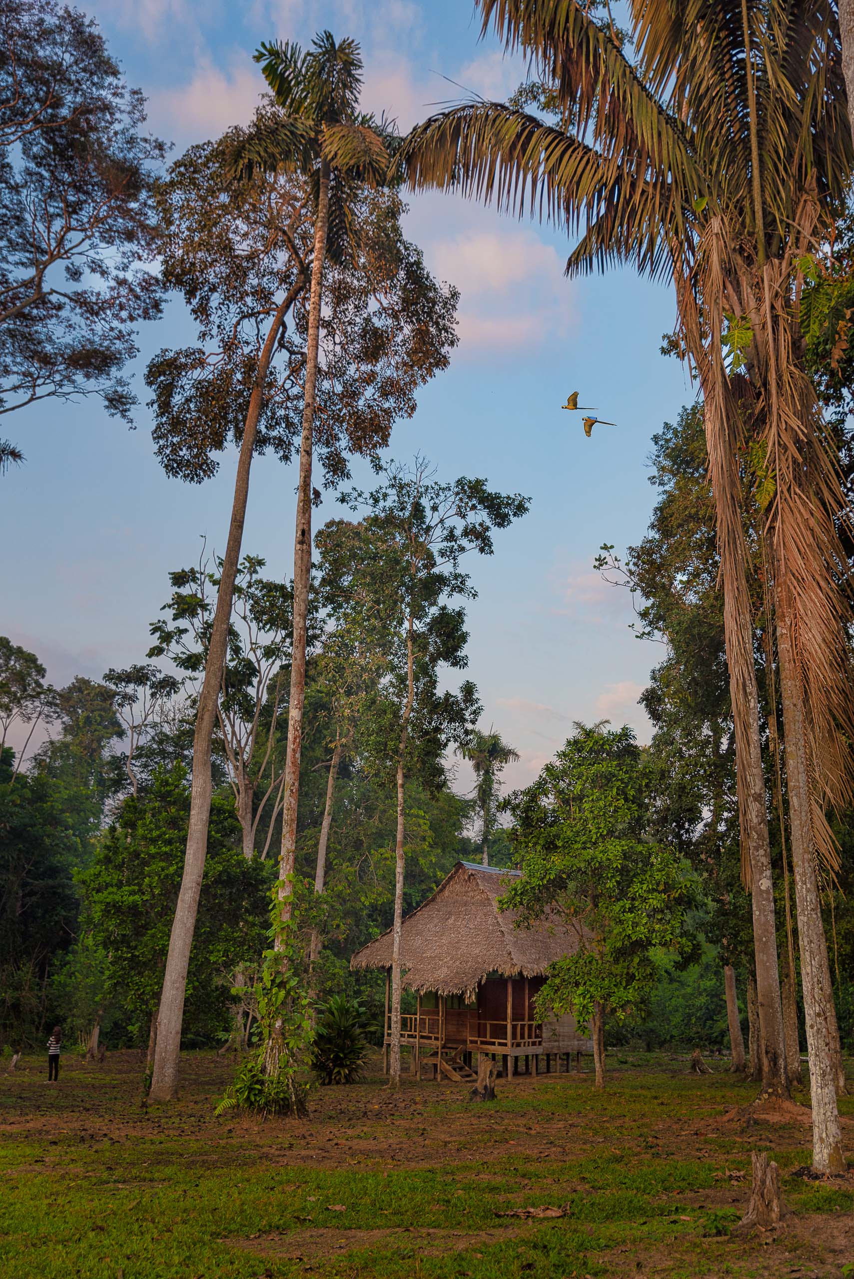 camp in amazonia