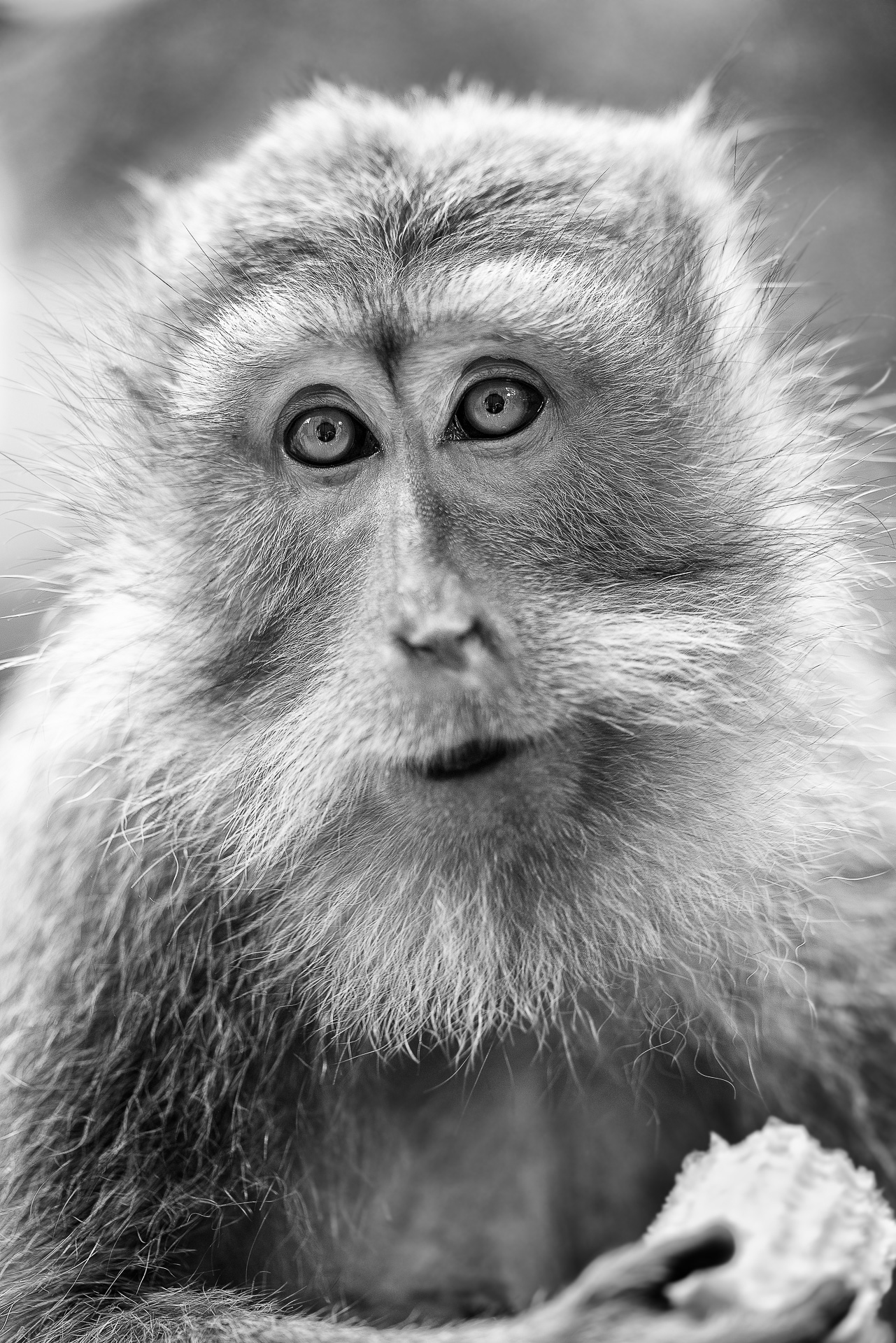 beautiful portrait of an old balinese monkey