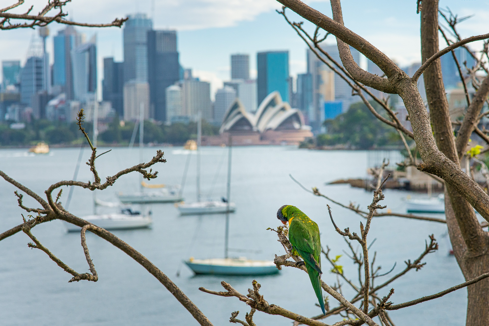 rainbow lorikeet sydney opera