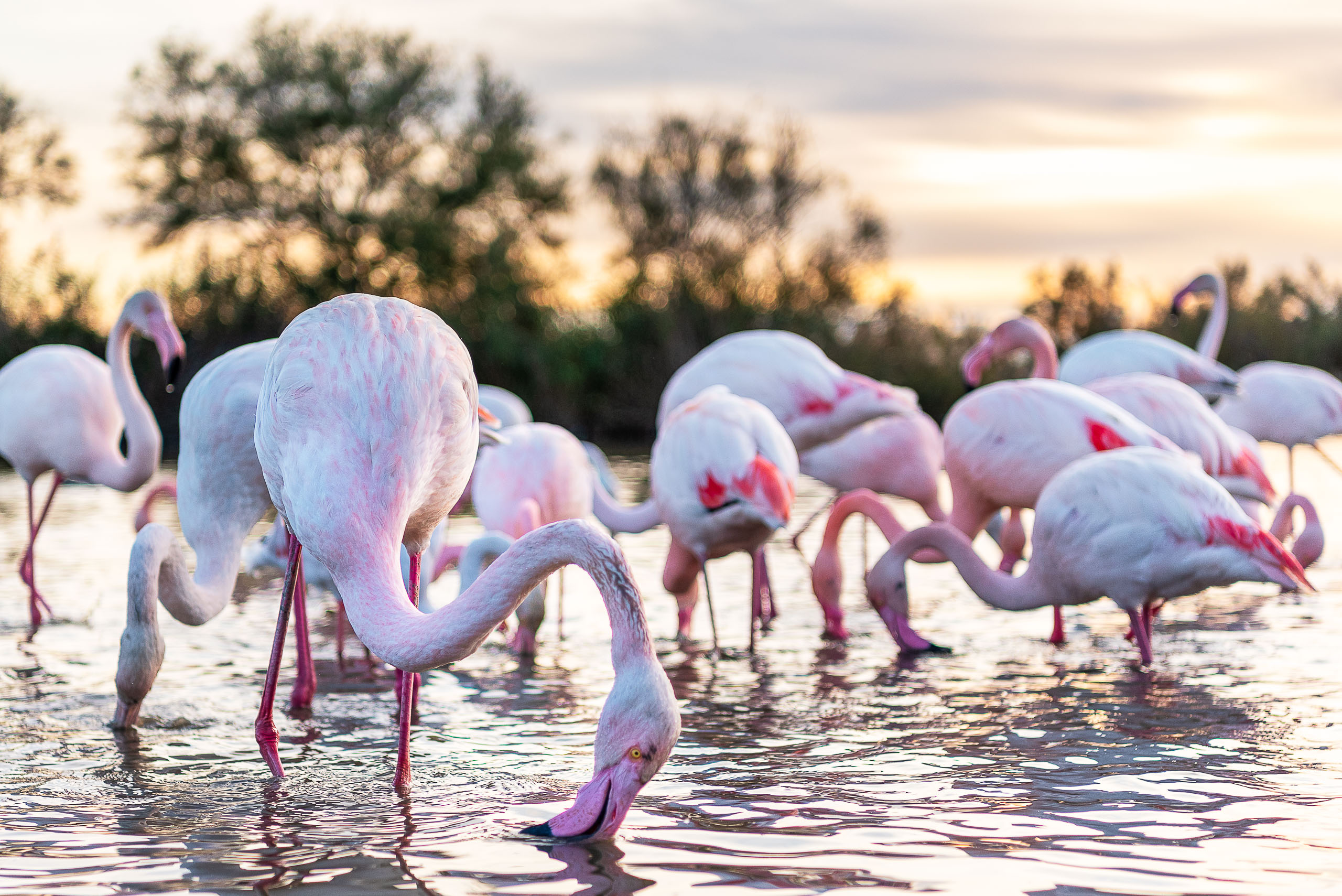 group of flamingos