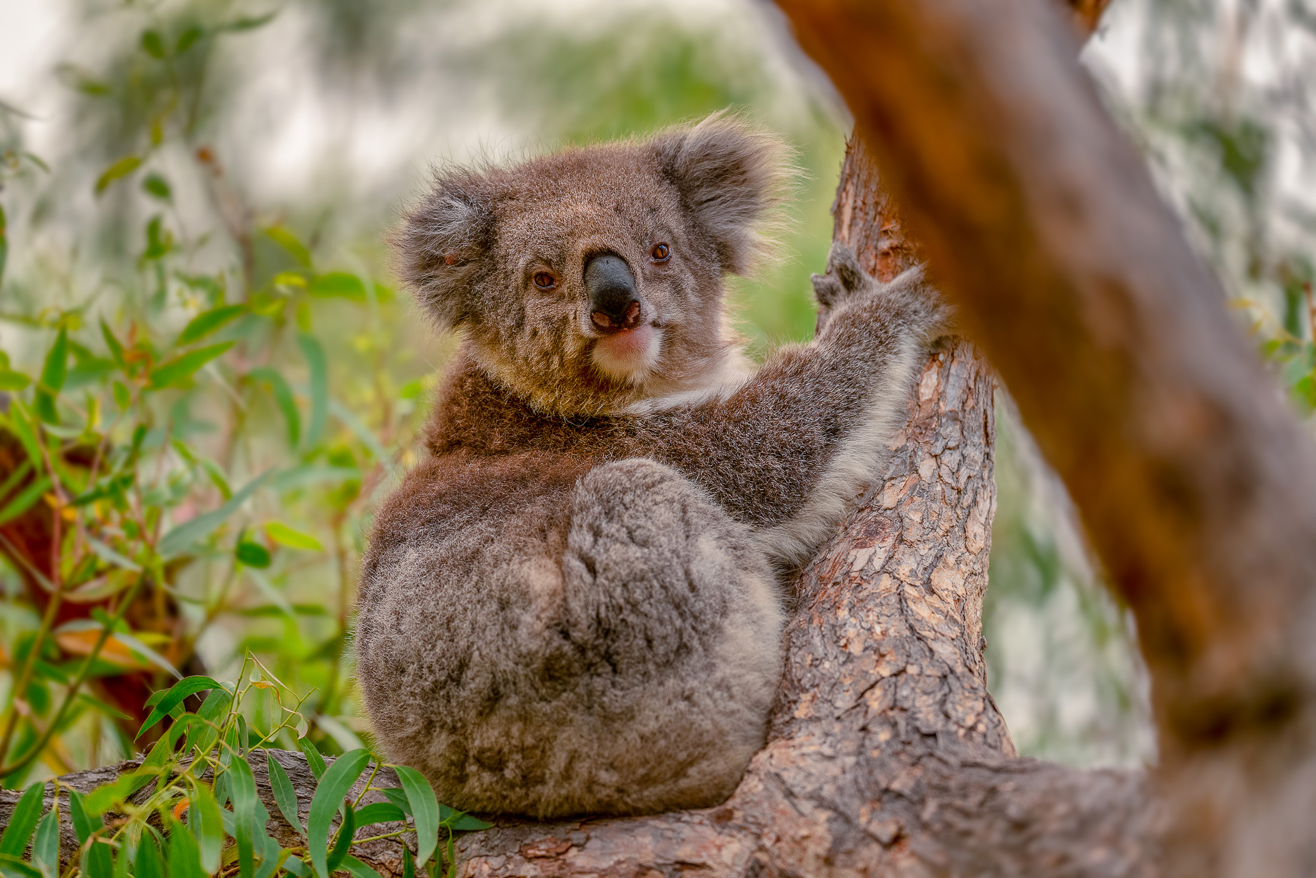 koala on a trees