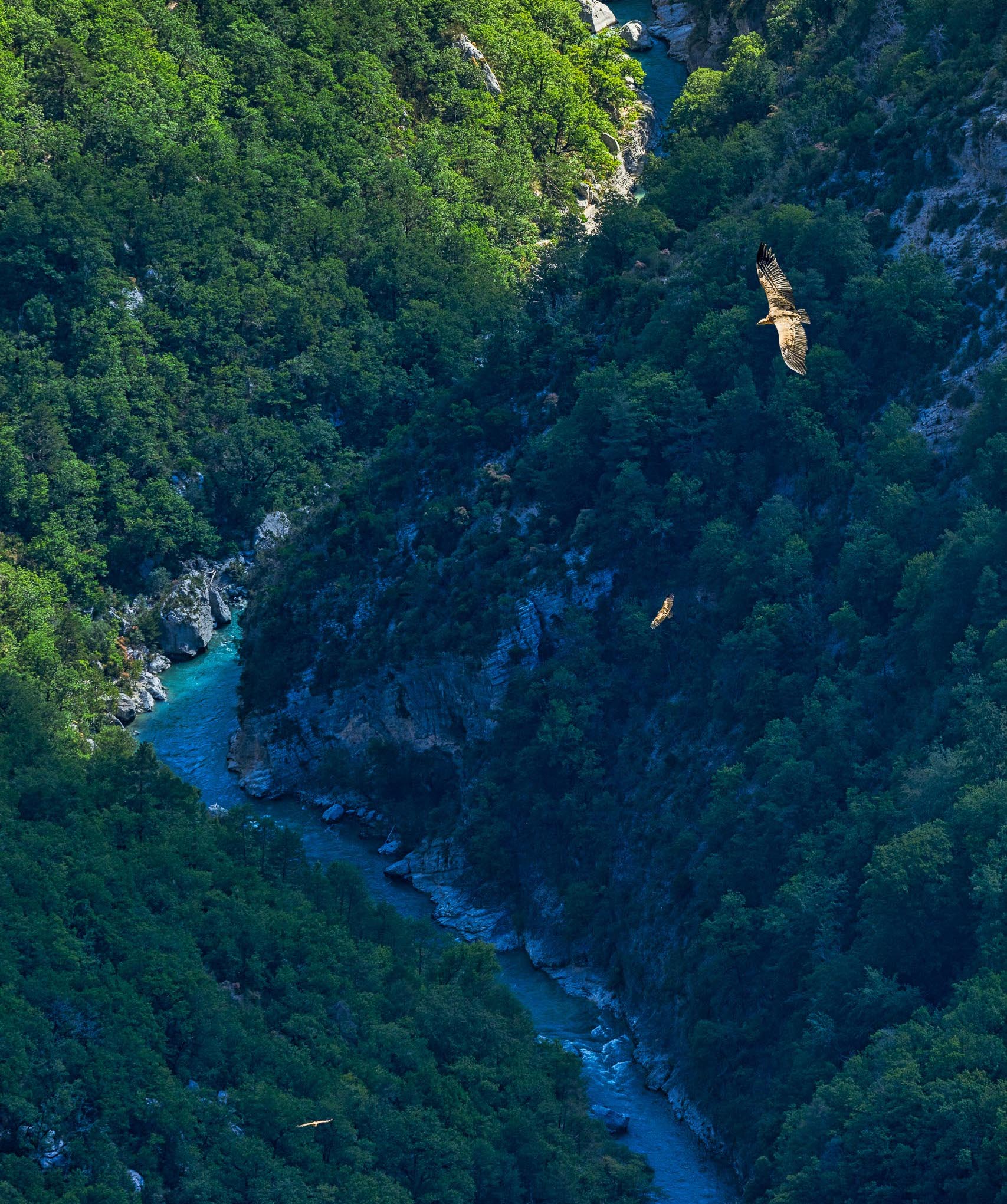 Griffon Vultures at Gorges du Verdon